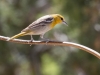 Bullock's Oriole