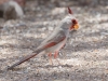 Pyrrhuloxia