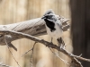 Black-throated Sparrow