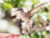 Black-chinned Hummingbird