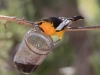 Bullock's Oriole