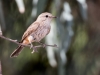 Vermilion Flycatcher