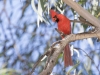 Northern Cardinal