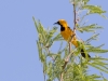 Hooded Oriole