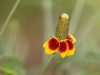 Upright Prairie Coneflower