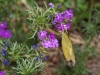 Southern Dogface Butterfly, Dakota Mock Vervain
