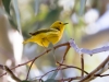 Yellow Warbler