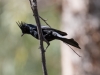 Phainopepla