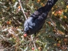 Phainopepla