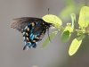 Pipevine Swallowtail Butterfly