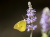 Southern Dogface Butterfly, Chaste Tree