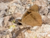 Common Buckeye Butterfly