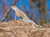 Greater Earless Lizard