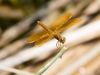 Mexican Amberwing Dragonfly