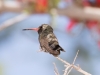 Broad-billed Hummingbird