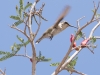 Broad-billed Hummingbird