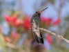 Broad-billed Hummingbird