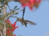 Anna's Hummingbird