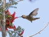 Anna's Hummingbird