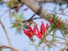 Black-chinned Hummingbird