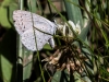 Southwestern Azure Butterfly