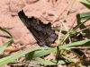 Hoary Comma Butterfly