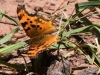 Hoary Comma Butterfly