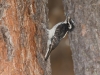 Hairy Woodpecker