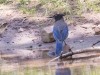 Steller's Jay