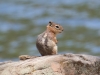 Golden-mantled Ground Squirrel