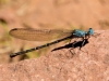 Aztec Dancer Dragonfly