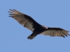 Turkey Vulture