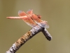 Flame Skimmer