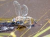 Blue-eyed Darner Dragonfly