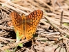 Northwestern Fritillary