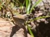 House Wren