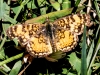 Mylitta Crescent Butterfly