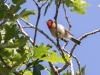 Red-faced Warbler