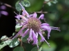 Wild Bergamot