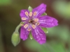 Pineywoods Geranium