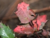 Raindrops on leaves