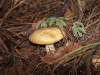 Mushroom