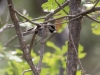 Mountain Chickadee