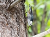 White-breasted Nuthatch