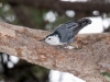 White-breasted Nuthatch