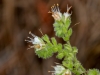 Silverleaf Phacelia