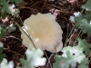 Barrow's Bolete