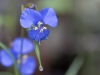 Birdbill Dayflower