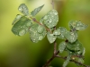 Raindrops on leaves