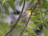 Townsend's Warbler